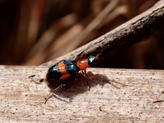 Dicranolaius bellulus