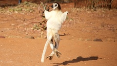 Propithecus verreauxi