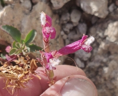 Penstemon newberryi