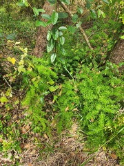 Asparagus aethiopicus