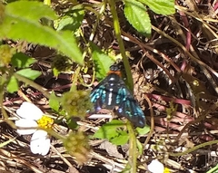 Cyananthrax cyanopterus