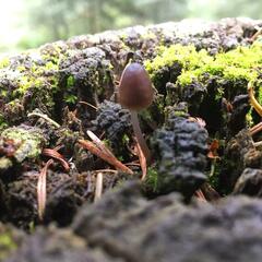 Mycena purpureofusca