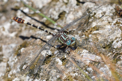 Erpetogomphus lampropeltis