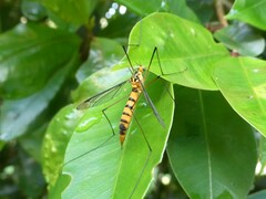 Nephrotoma australasiae