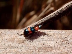 Dicranolaius bellulus