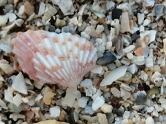 Cardites floridanus