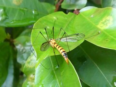 Nephrotoma australasiae