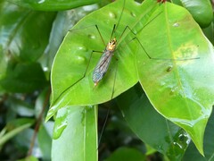 Nephrotoma australasiae
