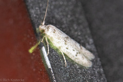 Hypatopa punctiferella
