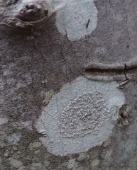 Lecanora subpallens
