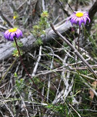 Olearia ciliata