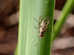 Anthomyia punctipennis