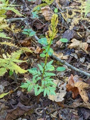 Sceptridium biternatum