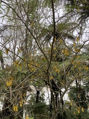 Sophora chathamica