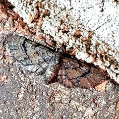 Eupithecia palpata