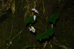 Begonia palmata