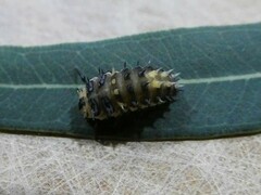 Harmonia testudinaria