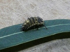 Harmonia testudinaria