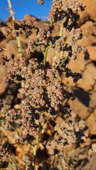 Chenopodium vulvaria