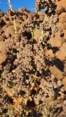 Chenopodium vulvaria