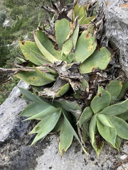 Agave mitis