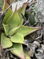 Agave mitis