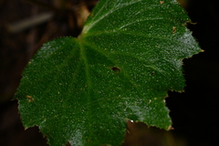Begonia palmata
