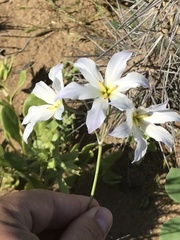 Leucocoryne appendiculata