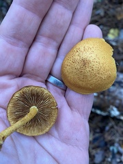Pholiota granulosa
