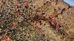 Cotoneaster nummularius