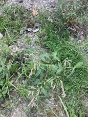 Persicaria lapathifolia