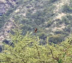 Aglaeactis cupripennis