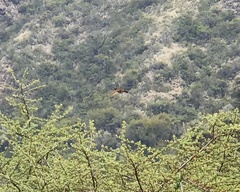 Aglaeactis cupripennis