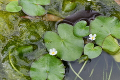 Nymphoides hydrophylla