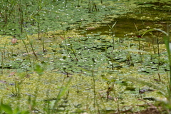 Nymphoides hydrophylla