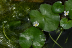 Nymphoides hydrophylla