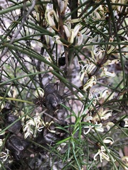 Hakea vittata
