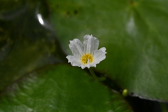 Nymphoides hydrophylla