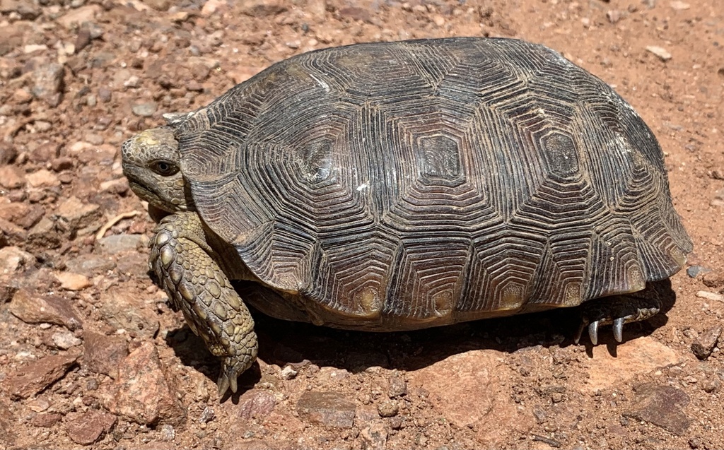 Goode’s Thornscrub Tortoise in August 2022 by Eric Hough · iNaturalist