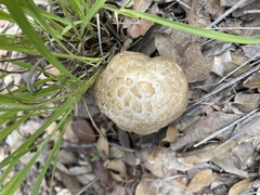 Agaricus evertens