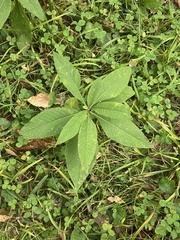 Eutrochium purpureum