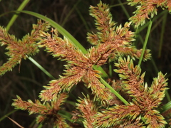 Cyperus imbricatus