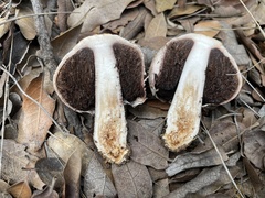 Agaricus evertens