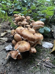 Armillaria ostoyae