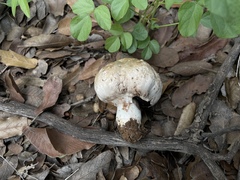 Agaricus evertens