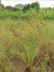 Cyperus imbricatus