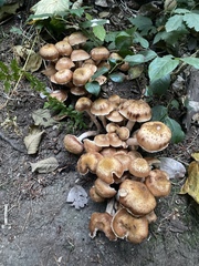 Armillaria ostoyae