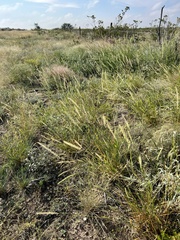 Setaria leucopila