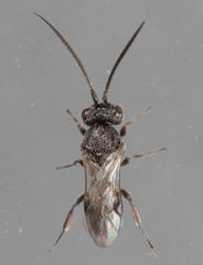 Cheloninae