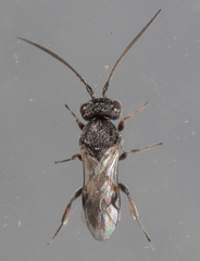 Cheloninae